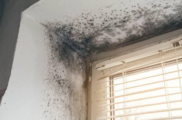 Affordable Attic Mold Remediation solutions in Island Lake, IL