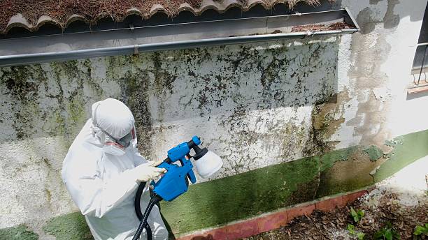 Top rated local Attic Mold Remediation specialists in Island Lake, IL